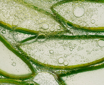 アロエベラ葉抽出物