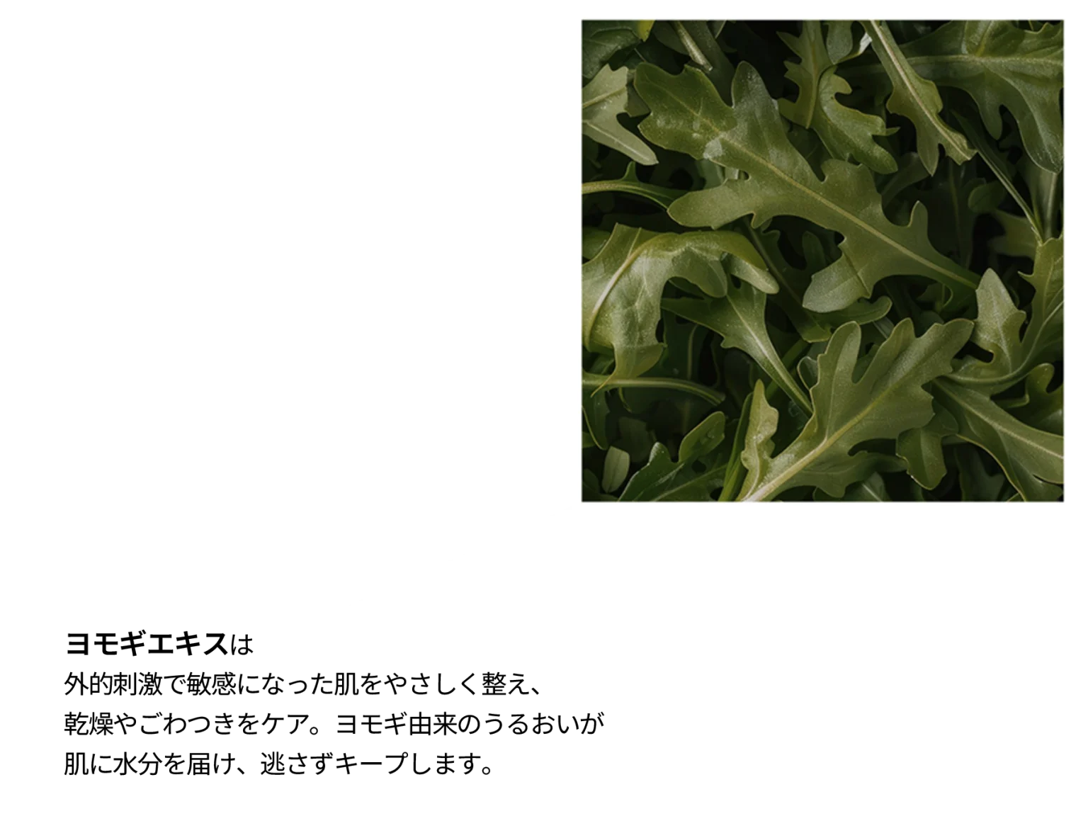 整肌成分 ヨモギエキス