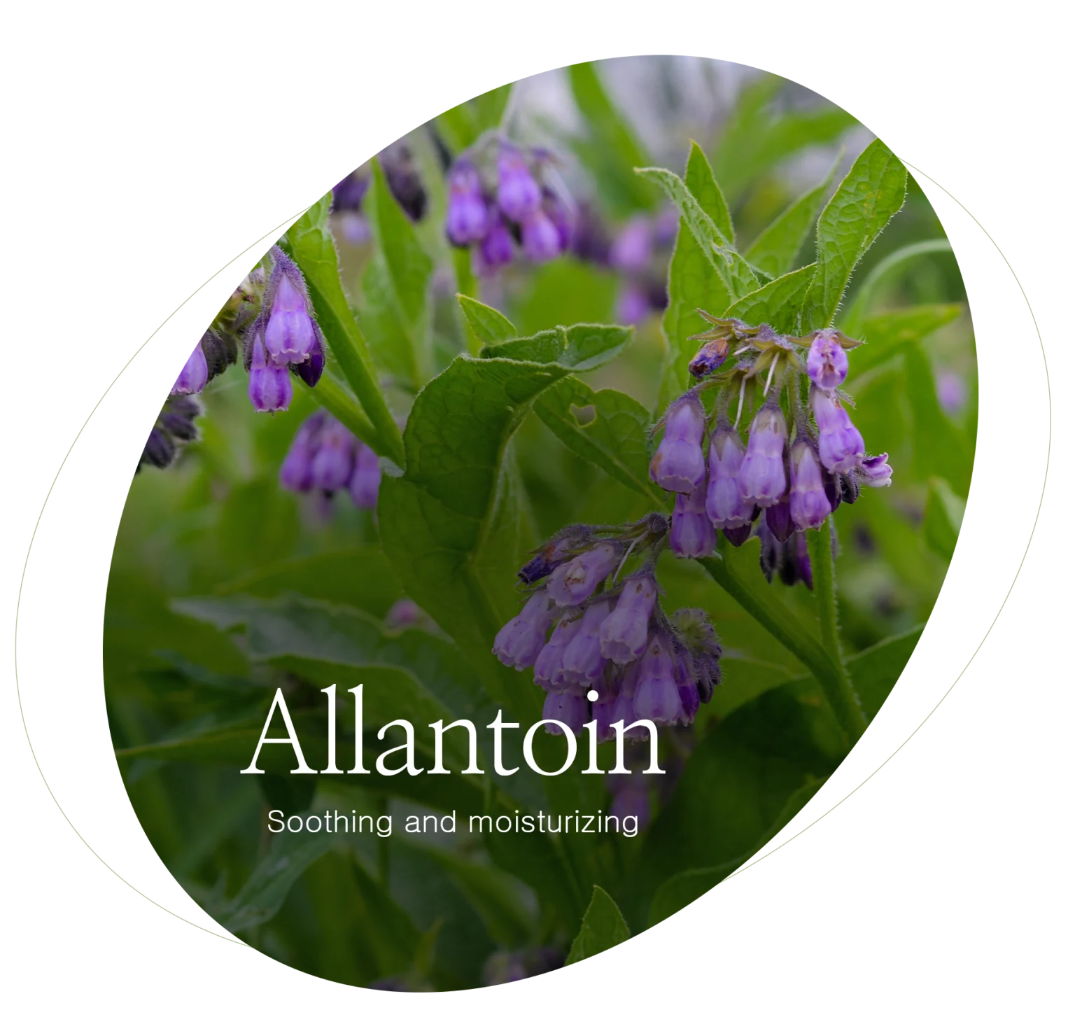 成分：アラントイン