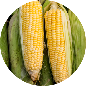 とうもろこし葉エキス