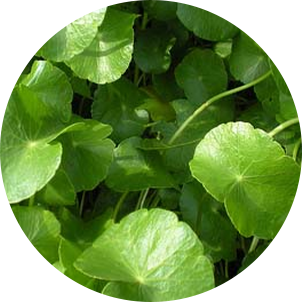 ツボクサエキス